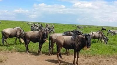 5-Day Northern Tanzania Safari – Migration on a Budget - Image - 7968